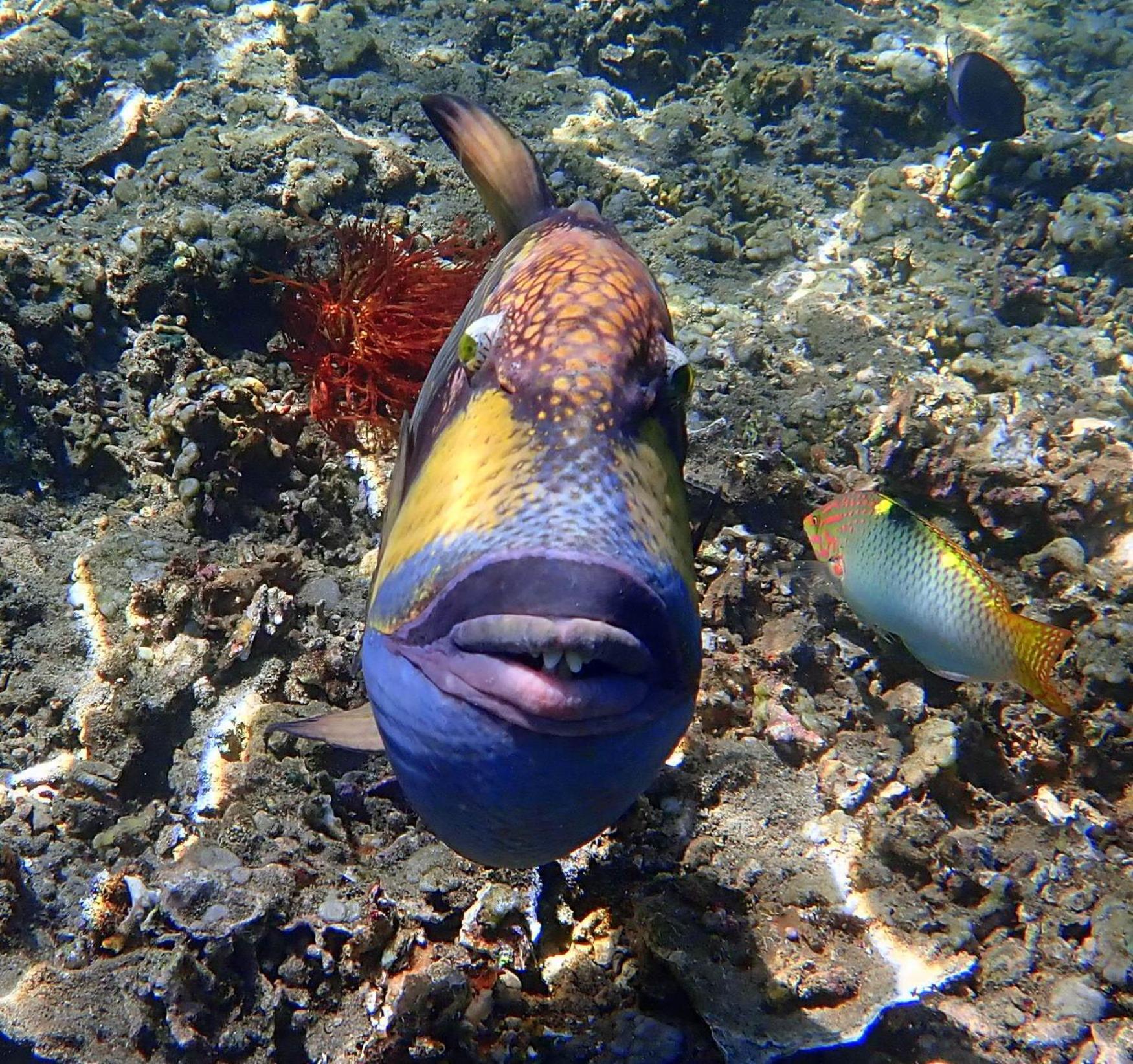 United Colors Of Lembongan Hotel Екстериор снимка